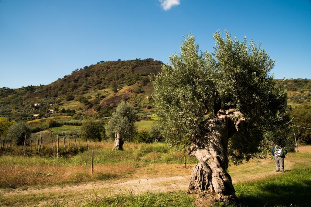 Agriturismo U' Casinu Da Scala Campora San Giovanni Exteriör bild